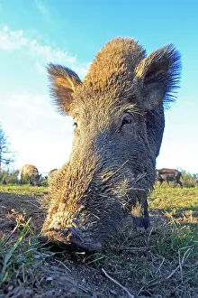 Boar: 80202257 Wild Boar - male Haute Saone private park