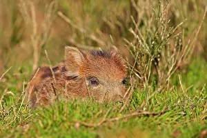 Boar: 80202258 Wild Boar - piglet Haute Saone private