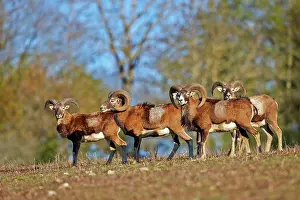 Haute: 80202260 Mouflon Rams - adult males Haute Saone