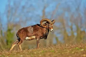 Private: 80202261 Mouflon Rams - adult male Haute Saone private