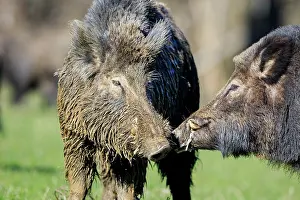 Boar: 80202262 Wild Boar - males Haute Saone private park