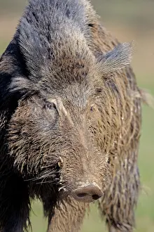 Boar: 80202263 Wild Boar - male Haute Saone private park