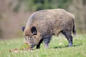 Boar: 80202264 Wild Boar - male looking for worms Haute