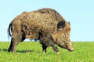 Boar: 80202265 Wild Boar - male Haute Saone private park