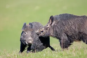 Boar: 80202266 Wild Boar - males fighting Haute Saone
