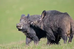 Boar: 80202267 Wild Boar - males fighting Haute Saone
