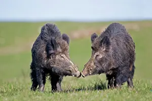 Boar: 80202268 Wild Boar - males fighting Haute Saone