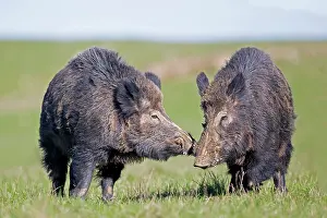 Boar: 80202269 Wild Boar - males fighting Haute Saone