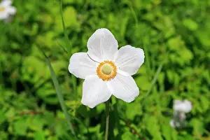 Rhin: 80202271 Snowdrop Anemone Bas Rhin, Rosenwiller