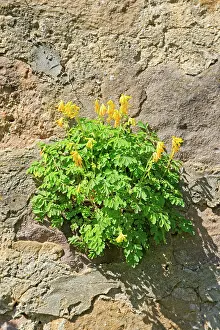 Corydalis: 80202272 Yellow Corydalis Lobsann, Marienbronn