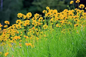 Tickseed: 80202273 Calliopsis / Tickseed Lobsann, Marienbronn