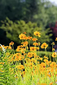Tickseed: 80202274 Calliopsis / Tickseed Lobsann, Marienbronn