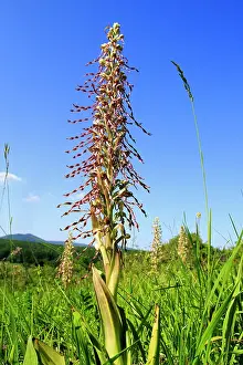 Orchid: 80202276 Lizard Orchid Bas Rhin, Rosenwiller, Alsace