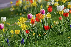 Rush: 80202278 Rush Daffodil - and Tulips Bas Rhin, France