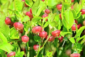 Rhin: 80202279 European Blueberry Flowers Bas Rhin, Le
