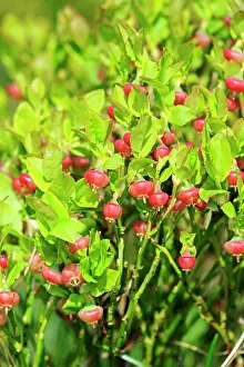 Rhin: 80202280 European Blueberry Flowers Bas Rhin, Le
