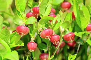 Rhin: 80202281 European Blueberry Flowers Bas Rhin, Le