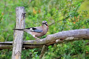 Lleida: 80202282 Eurasian Jay Lleida Province, Montsonis