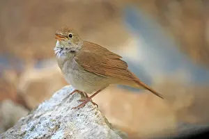 Lleida: 80202283 Nightingale - singing Lleida Province