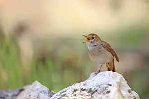 Lleida: 80202284 Nightingale - singing Lleida Province