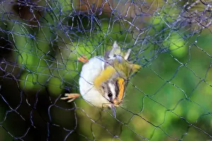 Caught: 80202286 Common Firecrest - caught in ringing net