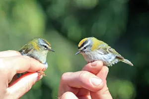Hand: 80202287 Common Firecrest - in hand - ringing for