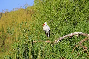 Storks: 80202288 White Stork - reintroduction of storks