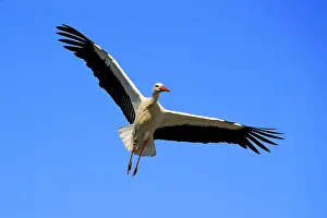Stork: 80202289 White Stork - in flight - reintroduction