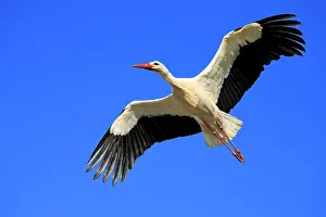 Stork: 80202290 White Stork - in flight - reintroduction