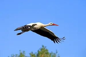 Stork: 80202291 White Stork - in flight - reintroduction