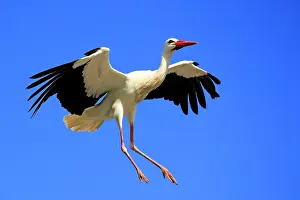 Stork: 80202293 White Stork - in flight - reintroduction