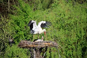 Storks: 80202294 White Stork - reintroduction of storks
