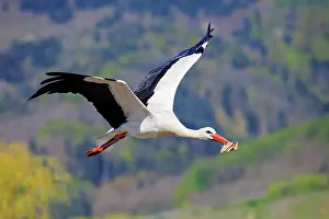 Stork: 80202295 White Stork - in flight with nesting material