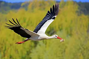 Stork: 80202296 White Stork - in flight with nesting material