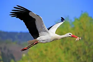 Stork: 80202297 White Stork - in flight with nesting material