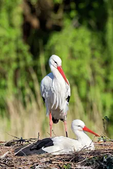Storks: 80202298 White Stork - reintroduction of storks