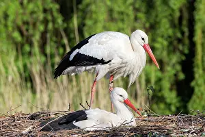 Storks: 80202299 White Stork - reintroduction of storks