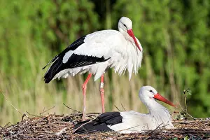 Storks: 80202300 White Stork - reintroduction of storks
