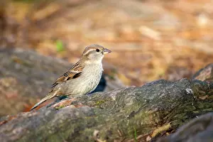 Sparrow: 80202301 House Sparrow - female Selestat, Bas Rhin