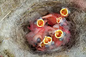 Rhin: 80202302 Great Tit - newborn young at nest Bas Rhin