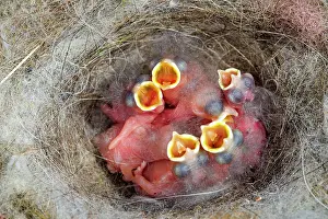 Rhin: 80202303 Great Tit - newborn young at nest Bas Rhin