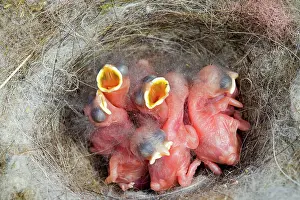 Rhin: 80202304 Great Tit - newborn young at nest Bas Rhin