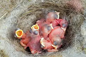 Rhin: 80202305 Great Tit - newborn young at nest Bas Rhin
