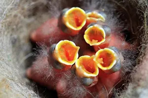 Rhin: 80202306 Great Tit - newborn young at nest Bas Rhin