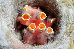 Rhin: 80202307 Great Tit - newborn young at nest Bas Rhin
