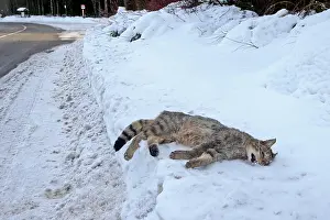 Roadkill: 80202308 Roadkill - Wild Cat Alsace, France Felis