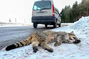 Roadkill: 80202309 Roadkill - Wild Cat Alsace, France Felis