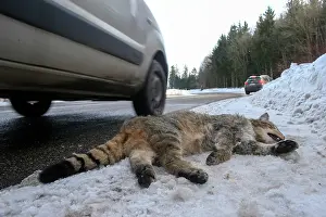 Roadkill: 80202310 Roadkill - Wild Cat Alsace, France Felis