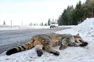 Roadkill: 80202311 Roadkill - Wild Cat Alsace, France Felis