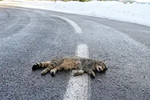 Roadkill: 80202312 Roadkill - Wild Cat Alsace, France Felis